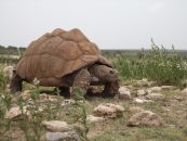 6-somaliland-borama.jpg