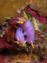 5-p3030127-hypselodoris-bullockii-4-3.jpg